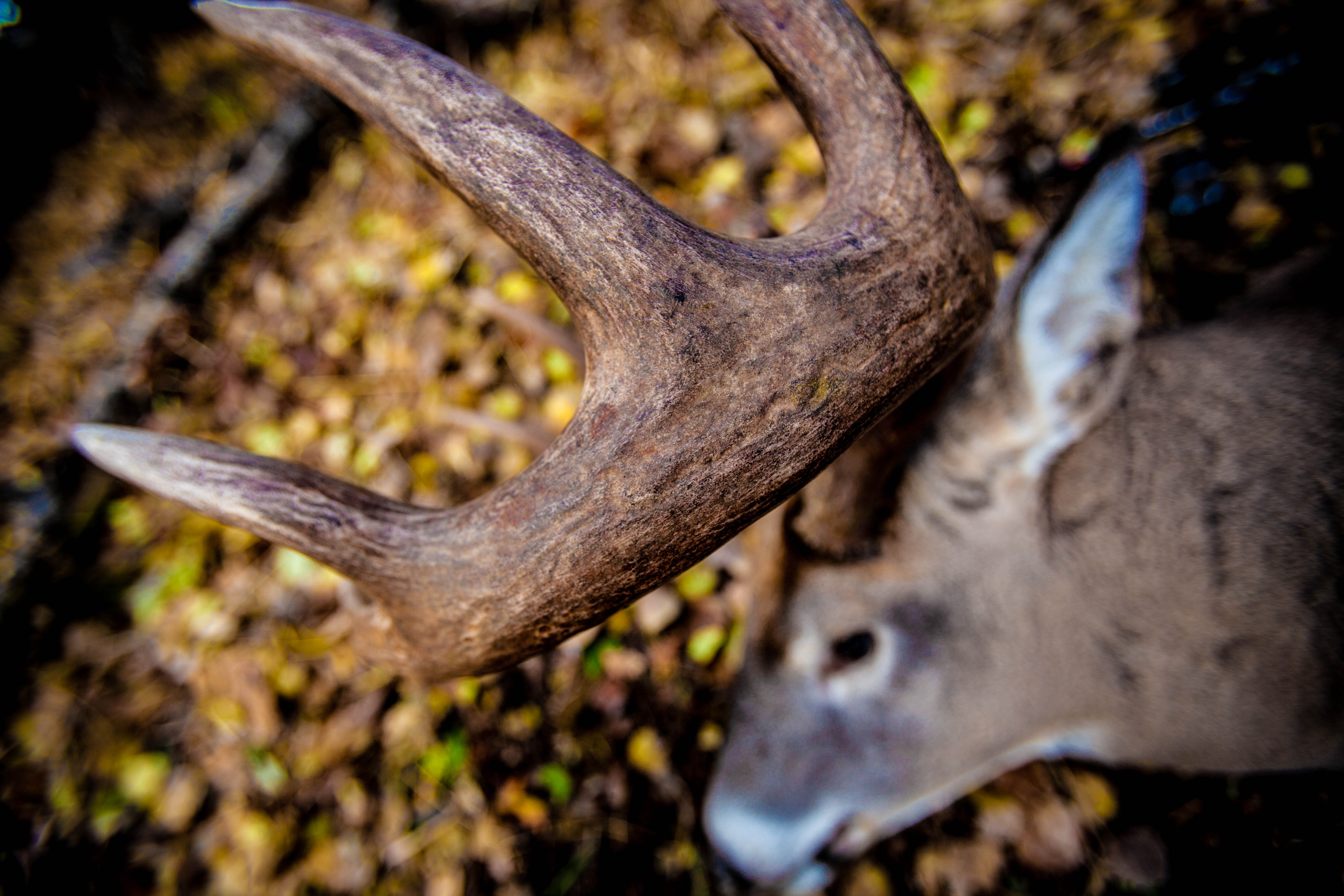 Bricked Up (Whitetails) COMING SOON