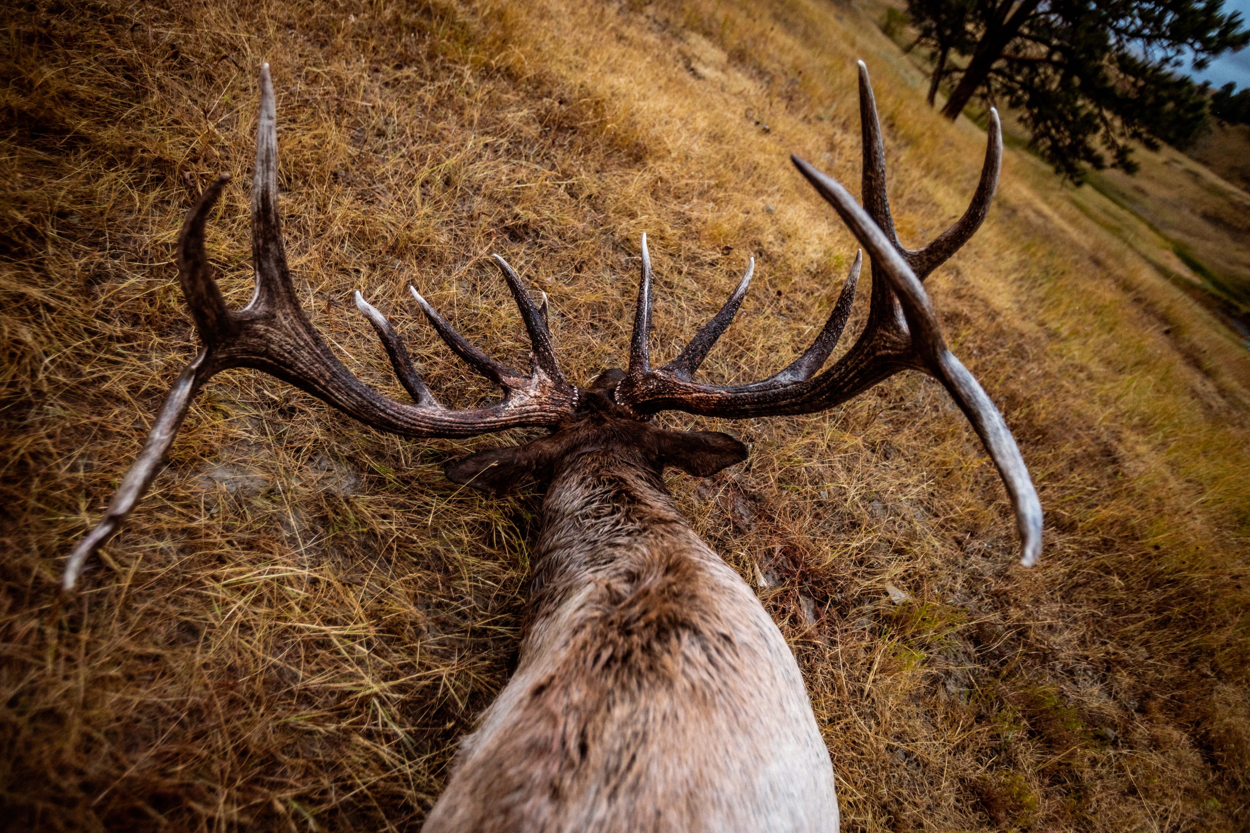 BIG GIRLS (Elk Calls) COMING SOON